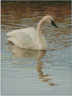 (image for) Unruffled